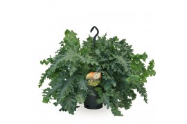 Phlebodium aureum davana Phlebodium Davana hangpot