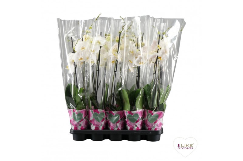 Phalaenopsis wit Phalaenopsis wit - 2 tak 70cm A2 18 bl. 2 tak/plnt 