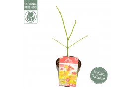 Acer shirasawanum Acer shirasawanum Moonrise ®