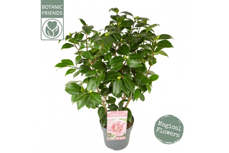 Camellia japonica Camellia jap. Bonomiana Premium25 bl. 