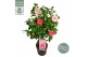 Camellia japonica Camellia jap. Bonomiana Premium25 bl. 