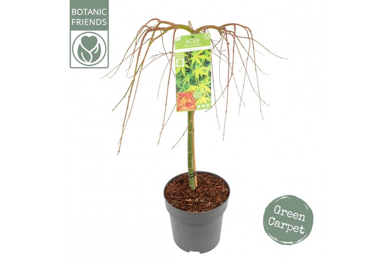 Acer palmatum ryusen Acer palm. Ryusen ® 