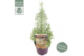 Lavandula angustifolia Lavandula ang. Christmas Tree