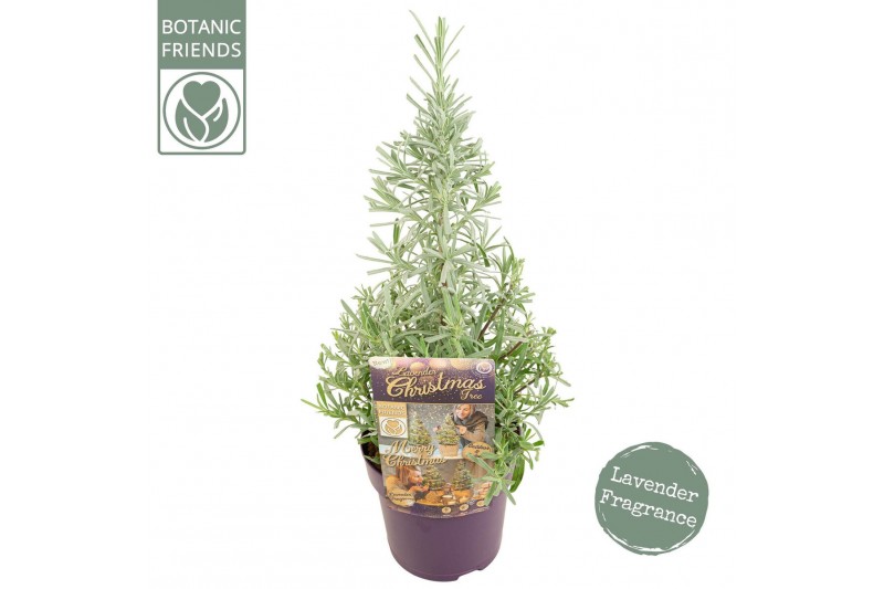 Lavandula angustifolia Lavandula ang. Christmas Tree 