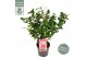 Camellia Camellia wil. Volunteer ® Premium25 bl. 
