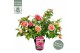 Camellia Camellia wil. Volunteer ® Premium25 bl. 