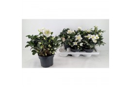 Helleborus niger christmas carol Helleborus Christmas Carol 17 cm XXL 