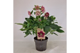 Helleborus orientalis Helleborus Orientalis VIV Double Flowered 19 cm 