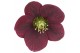Helleborus orientalis Helleborus Orientalis VIV Single Flowered 19 cm  