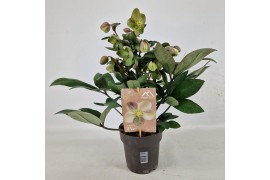 Helleborus x ericsmithii viv valeria Helleborus Orientalis VIV Single 