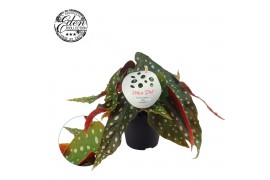 Begonia maculata Begonia Maculata 12cm Duits etiket 3 pp