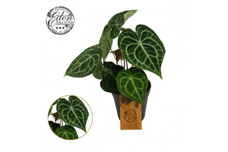 Anthurium clarinervium Anthurium Clarinervium 15cm 3 pp 