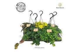 Kamerplanten mix Gemengde tray 15cm Hangpot