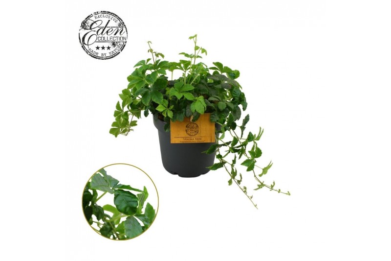 Parthenocissus Sugar Vine Parthenocissus Striata 12cm 