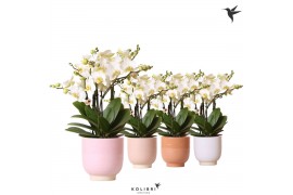 Phalaenopsis multiflora anthura lausanne Kolibri Orchids Phalaenopsis 