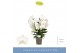 Phalaenopsis wit Fontano Bellagio 5 spike40 bl. 5 tak/plnt 750 