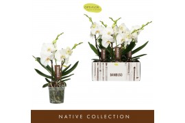 Phalaenopsis wit Bambuso Sequoia >2 spike18 bl. 2 tak/plnt