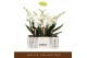 Phalaenopsis wit Bambuso Sequoia >2 spike18 bl. 2 tak/plnt 
