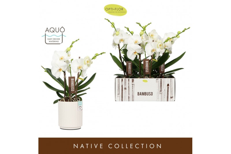 Phalaenopsis wit Bambuso Sequoia >2 spike in Molise White Aquo18 bl. 2 
