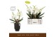Phalaenopsis wit Bambuso Sequoia >2 spike in Emilia Dark Brown Aquo 18 