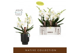 Phalaenopsis wit Bambuso Sequoia >2 spike in Emilia Dark Brown Aquo 18