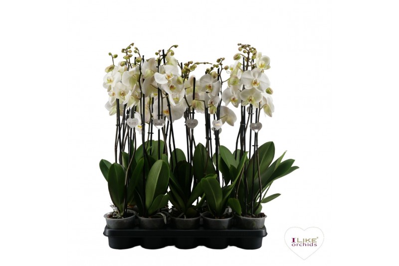 Phalaenopsis wit Phalaenopsis wit-gele lip - 2 tak 90cm 22 bl. 2 tak/p 