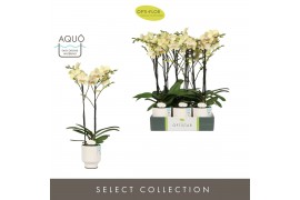Phalaenopsis geel Optistar Shakira 2 spike in Emilia White Aquo 15 bl.