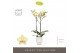 Phalaenopsis geel Optistar Shakira 2 spike in Emilia White Aquo 15 bl. 