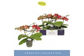 Phalaenopsis Dioro Magnifique 2 spike16 bl. 2 tak/plnt