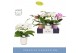 Phalaenopsis mix Dioro Mix 2 spike in Molise Mix Aquo16 bl. 2 tak/plnt 