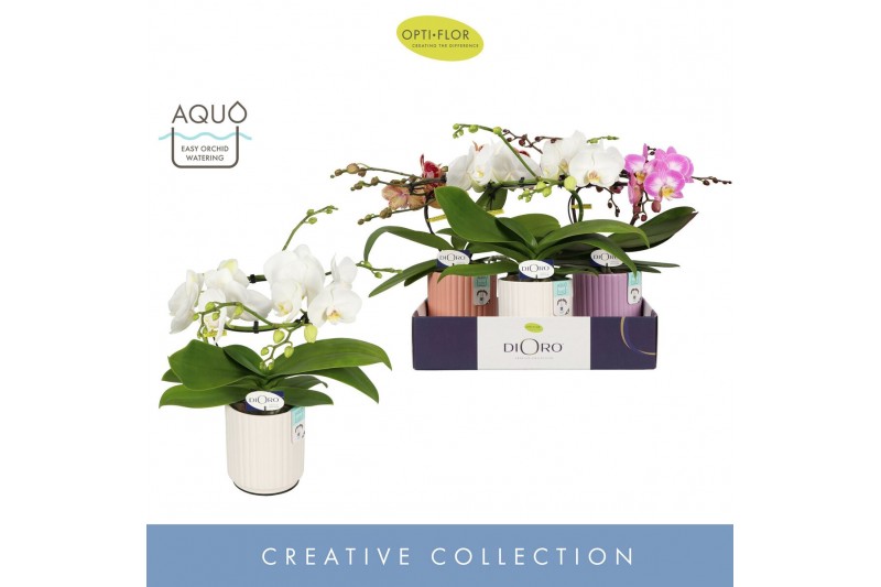 Phalaenopsis mix Dioro Mix 2 spike in Molise Mix Aquo16 bl. 2 tak/plnt 