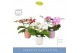 Phalaenopsis mix Dioro Mix 2 spike in Molise Mix Aquo16 bl. 2 tak/plnt 