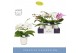 Phalaenopsis mix Dioro Mix 2 spike in Molise White Aquo16 bl. 2 tak/pl 