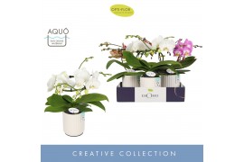Phalaenopsis mix Dioro Mix 2 spike in Molise White Aquo16 bl. 2 tak/pl