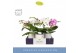 Phalaenopsis mix Dioro Mix 2 spike in Molise White Aquo16 bl. 2 tak/pl 