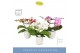 Phalaenopsis mix Dioro Mix 2 spike in Molise White Aquo16 bl. 2 tak/pl 