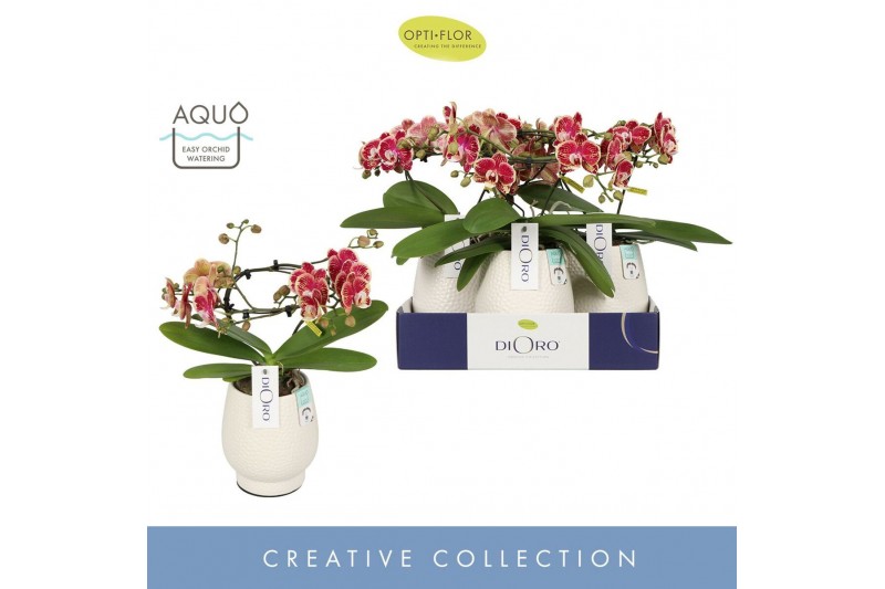 Phalaenopsis Dioro Magnifique 2 spike in Abruzzo White Aquo 16 bl. 2 t 