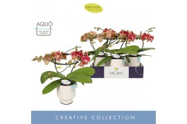 Phalaenopsis Dioro Magnifique 2 spike in Emilia White Aquo 16 bl. 2 ta