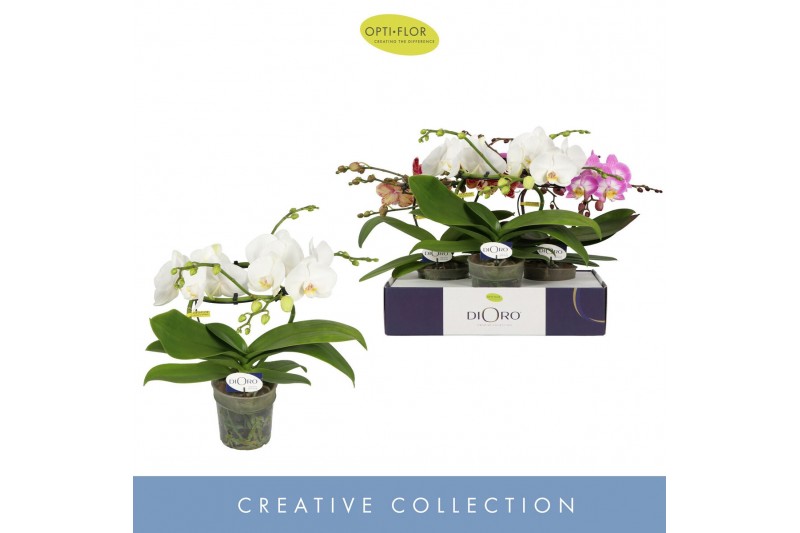 Phalaenopsis mix Dioro Mix 2 spike 16 bl. 2 tak/plnt 