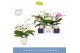 Phalaenopsis mix Dioro Mix 2 spike in Emilia White Aquo 16 bl. 2 tak/p 