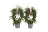 Jasminum overig Jasminum boog 300 knop p12 wit/roze gemengd (Jasmijn)3