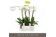 Phalaenopsis wit Fortuno Largo 4 spike in Abruzzo Black Aquo24 bl. 4 t 