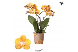 Phalaenopsis multiflora anthura las vegas Kolibri Orchids Phalaenopsis