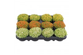 Nertera granadensis Nertera granadensis mix p8