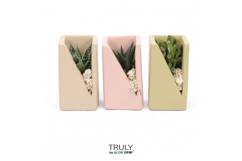 Arrangementen succulenten TRULY Succulent, Meles concrete moss - Green 