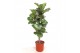 Ficus lyrata Ficus lyrata1 pp 