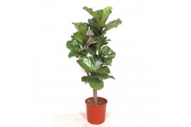 Ficus lyrata Ficus lyrata1 pp