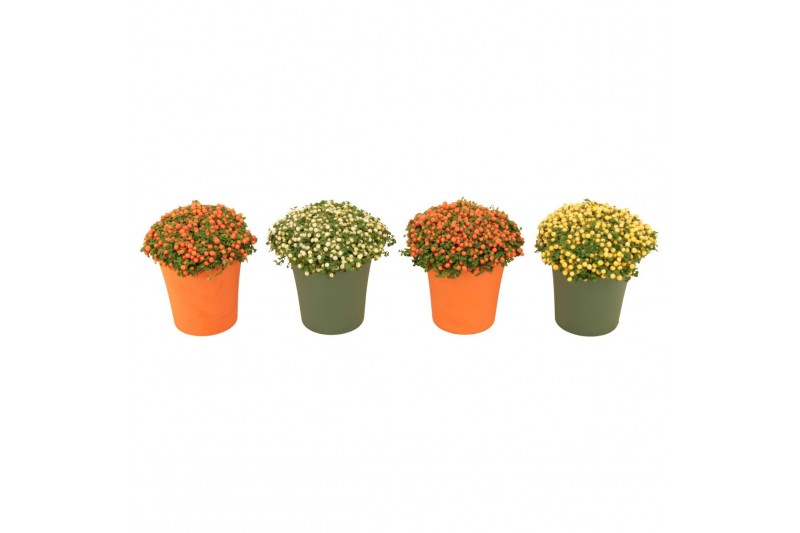 Nertera granadensis Nertera granadensis mix p8 in TGW oranje / groen 