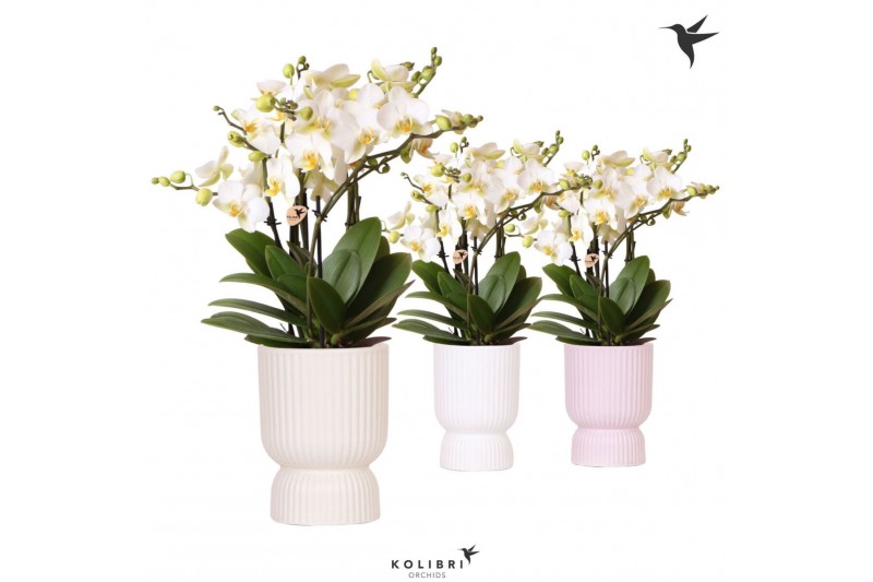 Phalaenopsis multiflora anthura lausanne Kolibri Orchids Phalaenopsis  