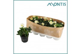 Helleborus niger christmas carol Helleborus Christmas Carol 12 cm Medi